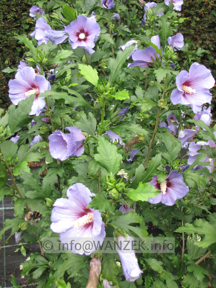 Hibiscus syriacus Marina - Strauch.JPG